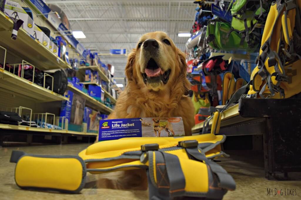 Shopping for a dog life jacket at PetSmart - We chose this large dog life vest from Top Paw