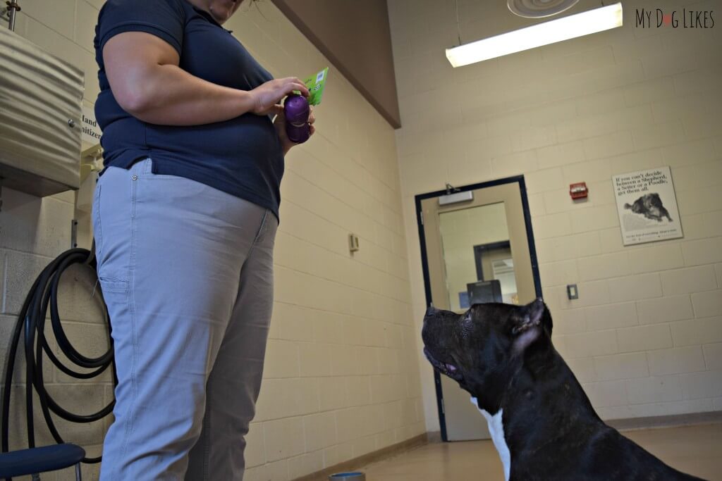 Sweet Keira (currently up for adoption at Lollypop Farm) patiently waiting to play with a PetSafe dog toy!