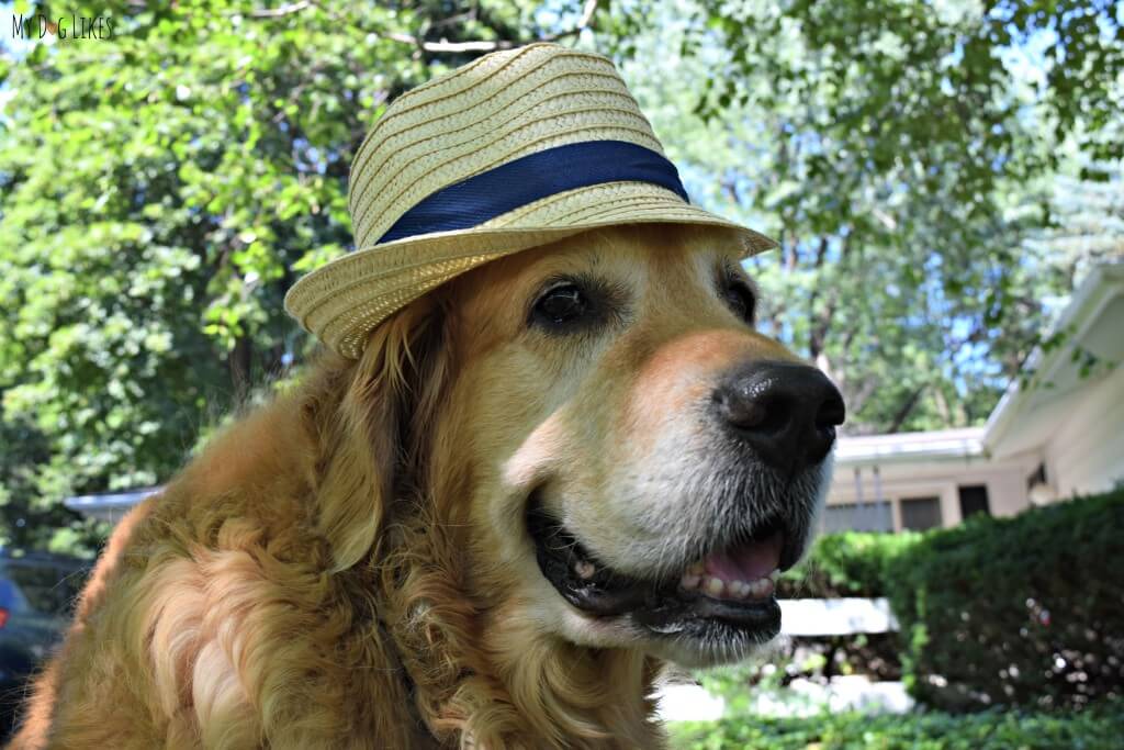 What's cuter than a dog wearing a hat? Not much!