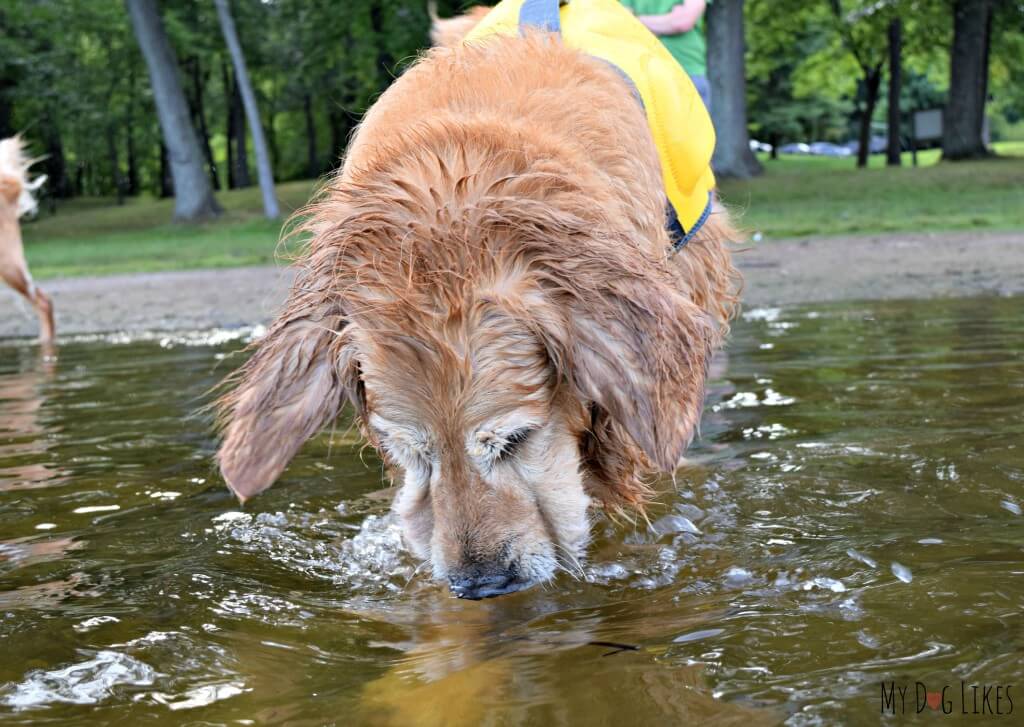 Our Golden Retriever Harley dunking his head in the water!