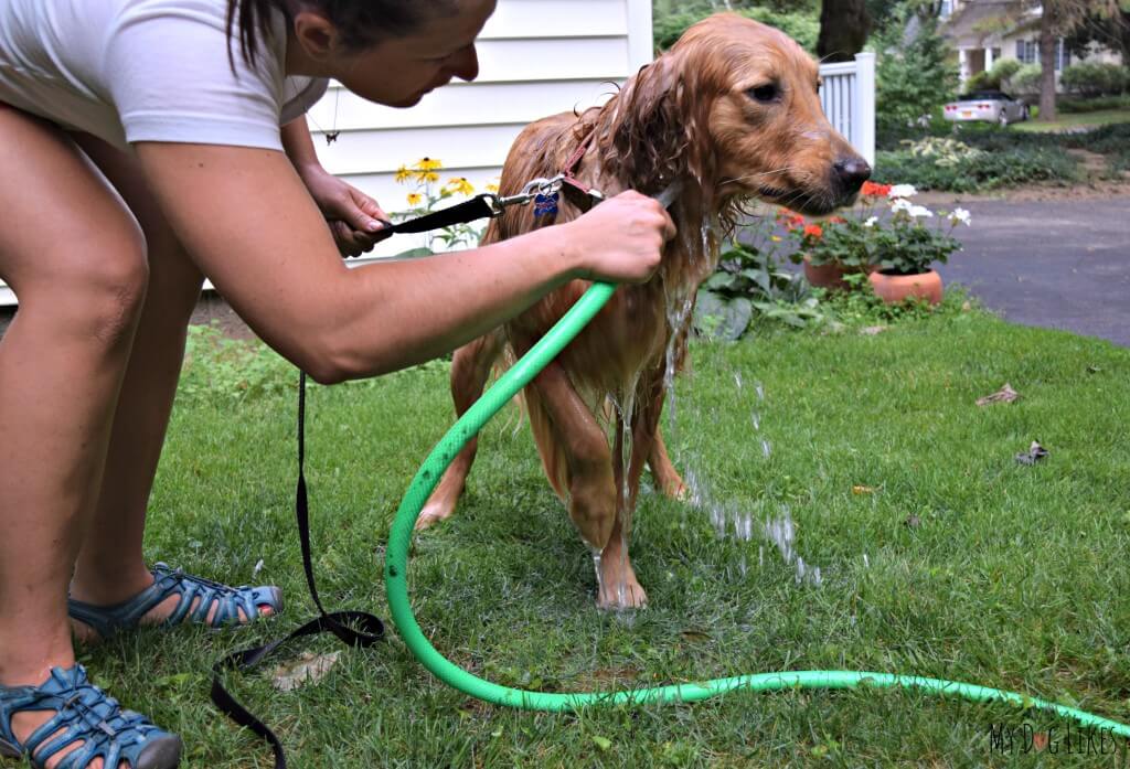 Washing dogs after swimming is very important to remove allergens and other potential contaminants that the water source may have left behind.