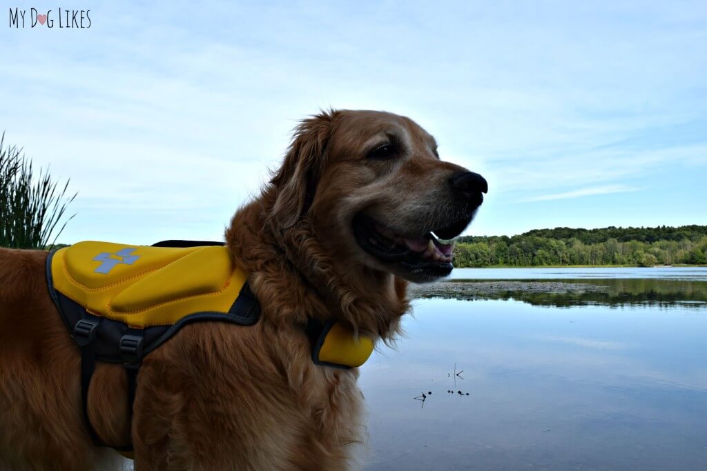 Harley modeling his brand new Top Paw Dog Life Vest we picked up at PetSmart.