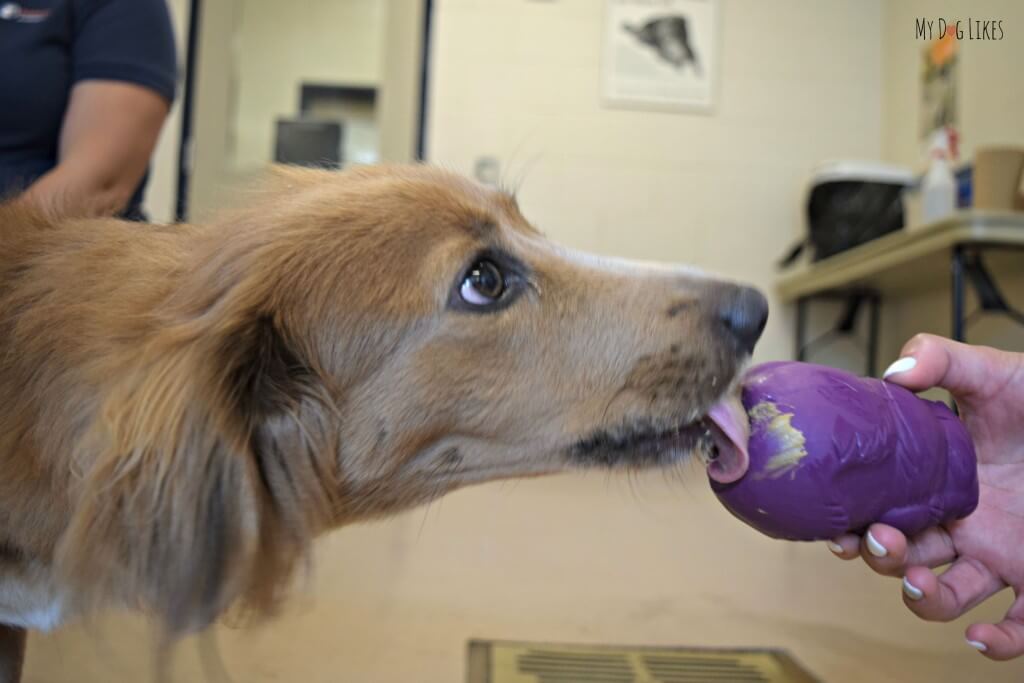 Busy Buddy Dog Toys can be stuffed with peanut butter or other treats to keep dogs interested and occupied