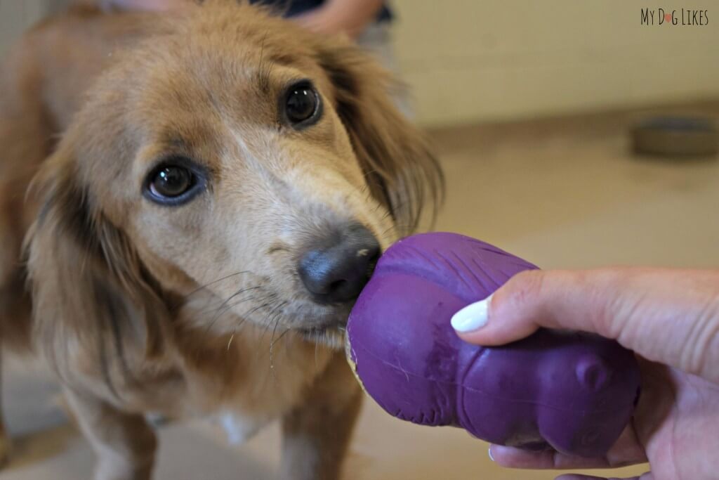 PetSafe's Busy Buddy line can be stuffed with treats for added stimulation.