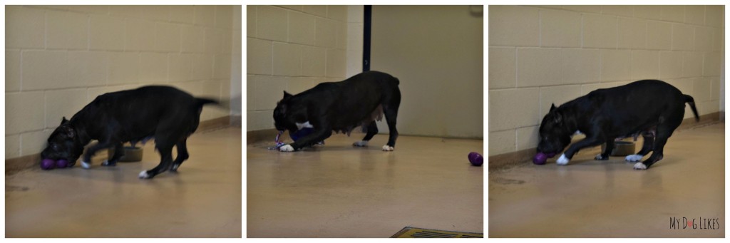 This adoptable dog enjoying some puppy playtime at Lollypop Farm