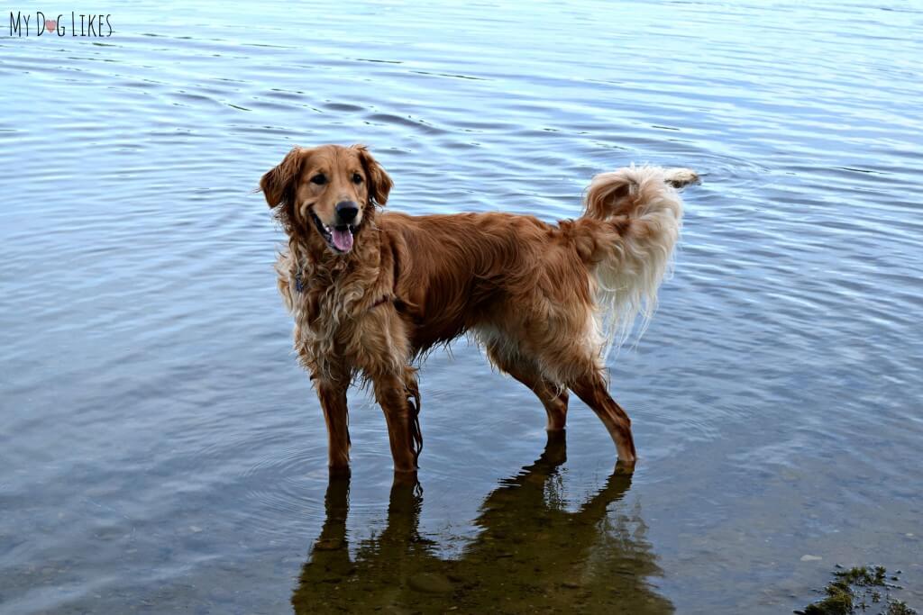 Our Beautiful Golden Retriever Charlie swimming at Mendon Ponds Park near Rochester, NY!