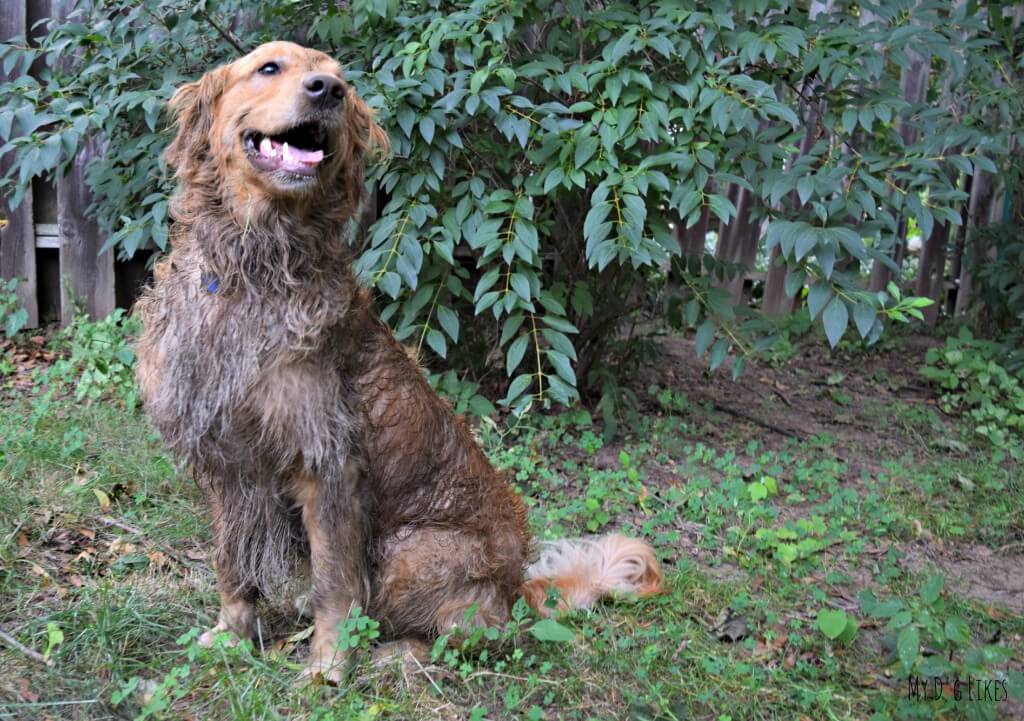 Our Golden Retriever managed to return himself to a dirty dog just moments AFTER a bath!