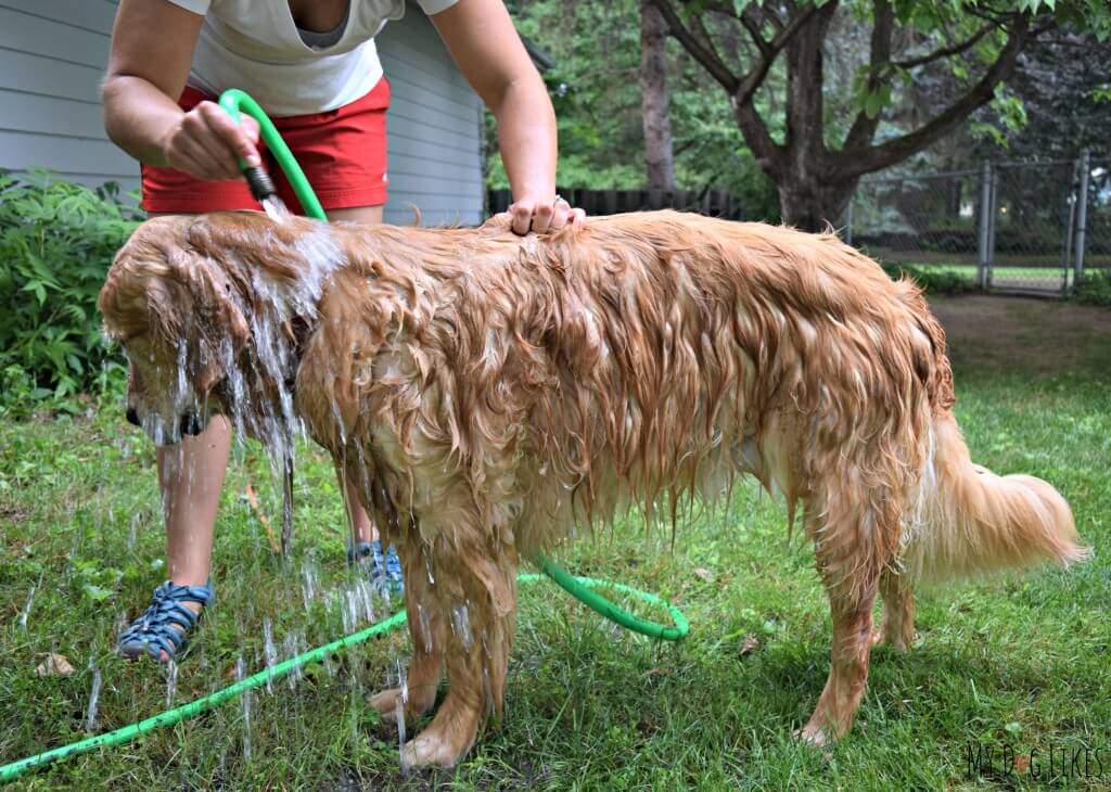 Bathing a dog outdoors with a hose is a very convenient and less messy option for large dog owners