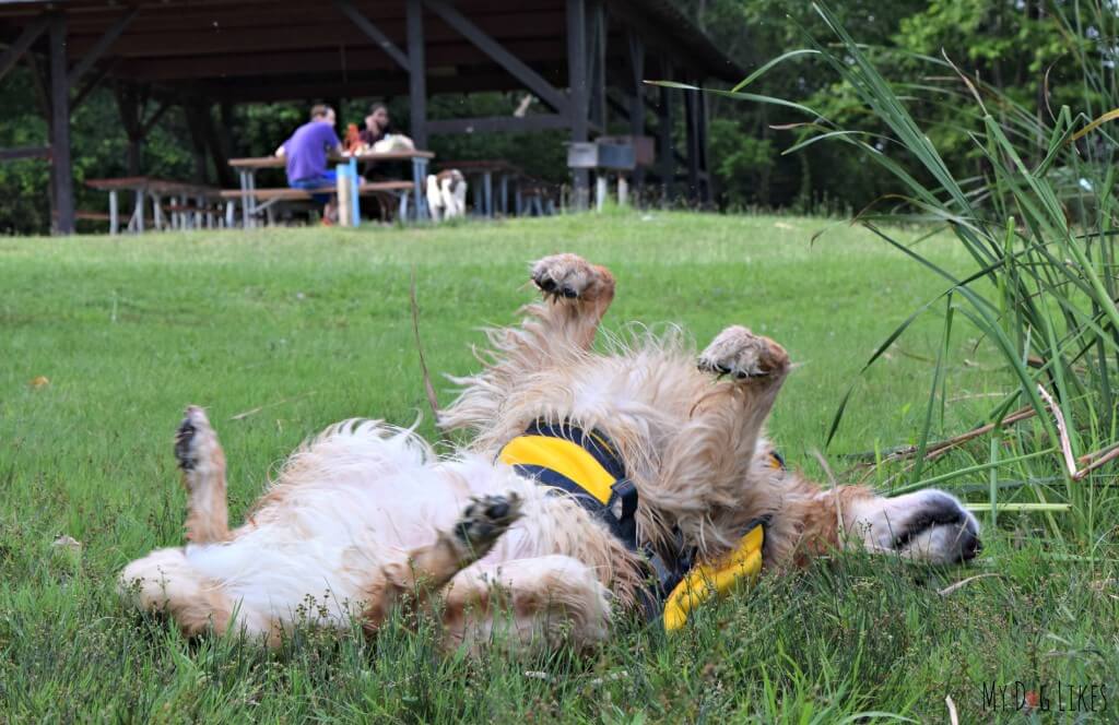 Harley rolling in the grass after a dip in the water