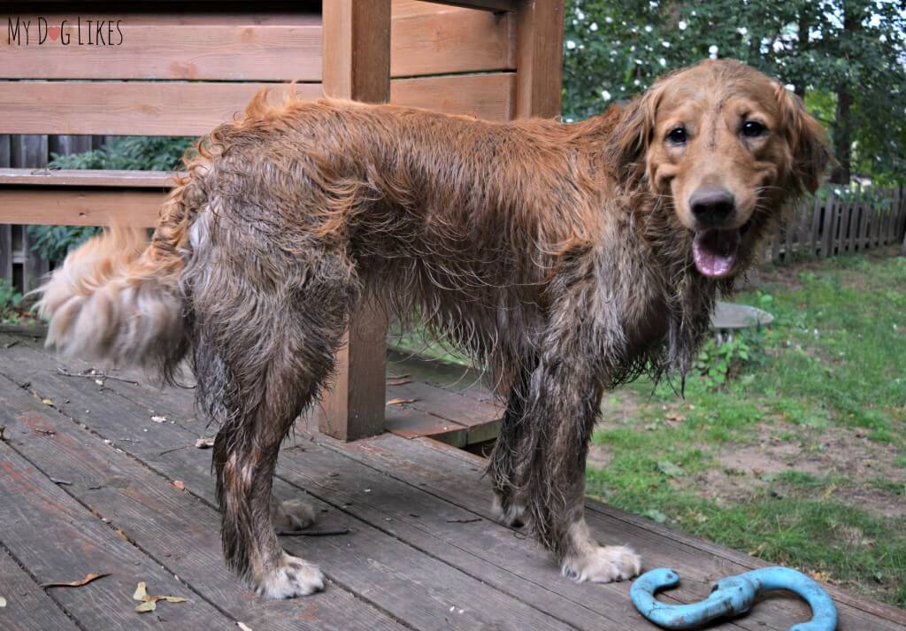 Our naughty Golden Retriever only moments after a bath!!!