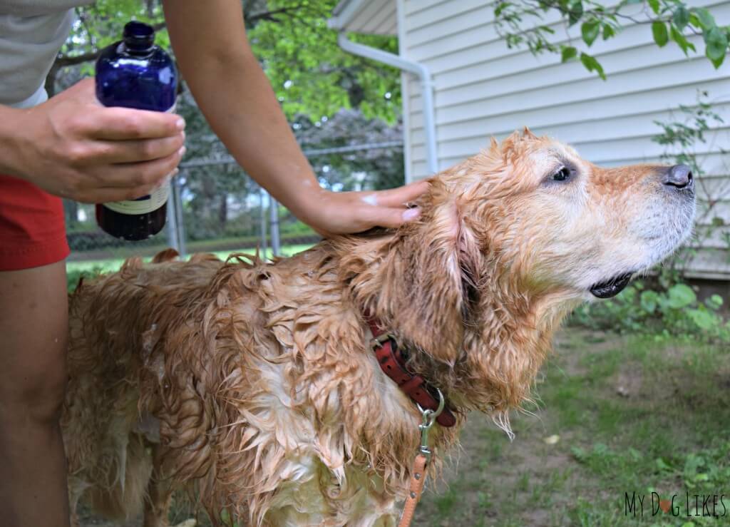 Bathing our Golden Retriever Harley with Dr. Harvey's Shampoo