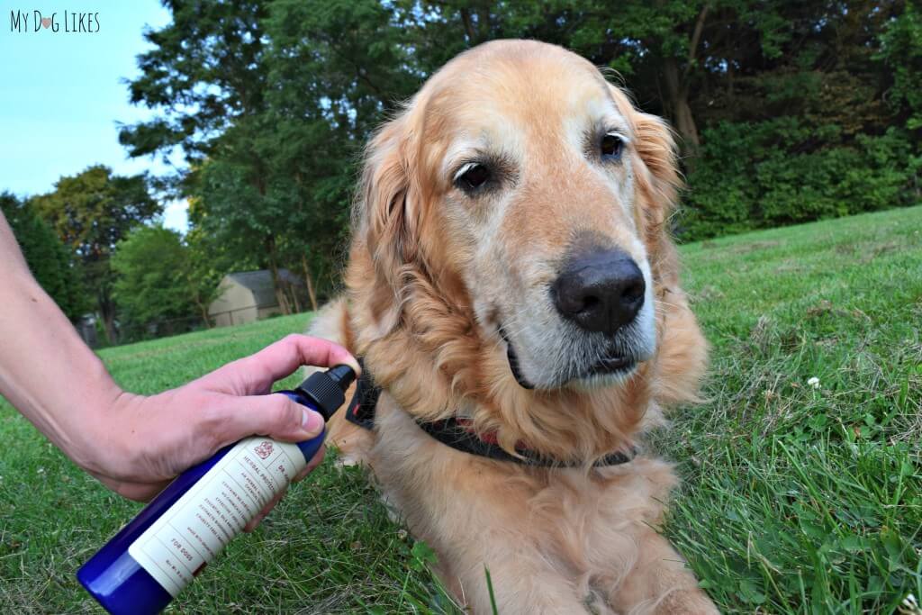 Dr. Harvey's Herbal Protection spray for dogs keeps bugs away naturally