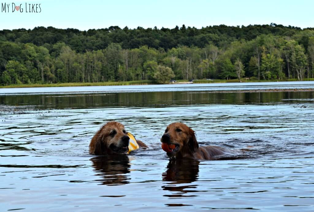 Looking for a dog friendly park near Rochester, NY? Mendon Ponds Park is one of our all time favorites!