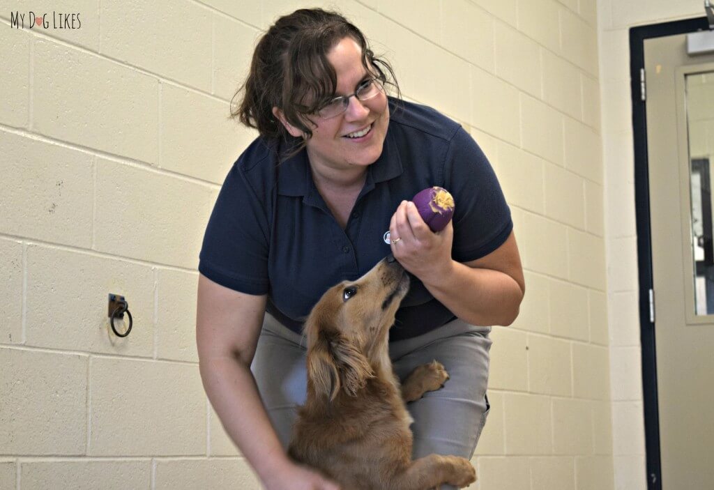 A little peanut butter stuffed inside is all it takes to turn Busy Buddy's into Interactive Dog Toys!