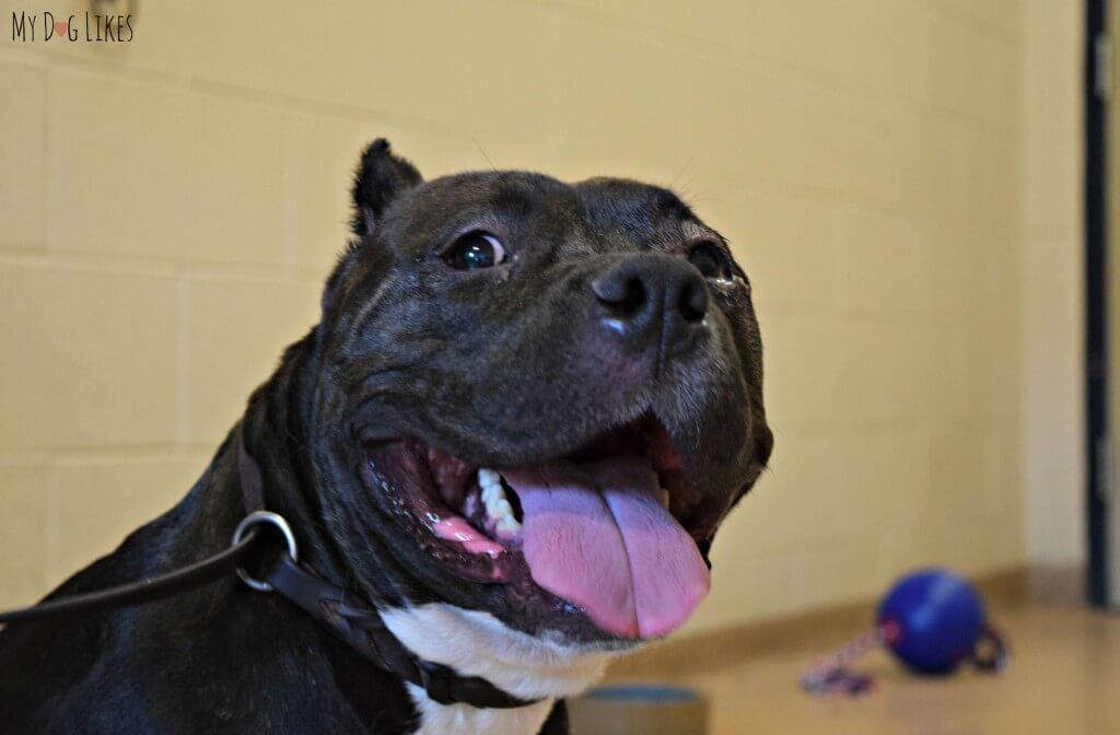 Beautiful and sweet Keira Bell is one of the current dogs for adoption at Lollypop Farm near Rochester, NY!