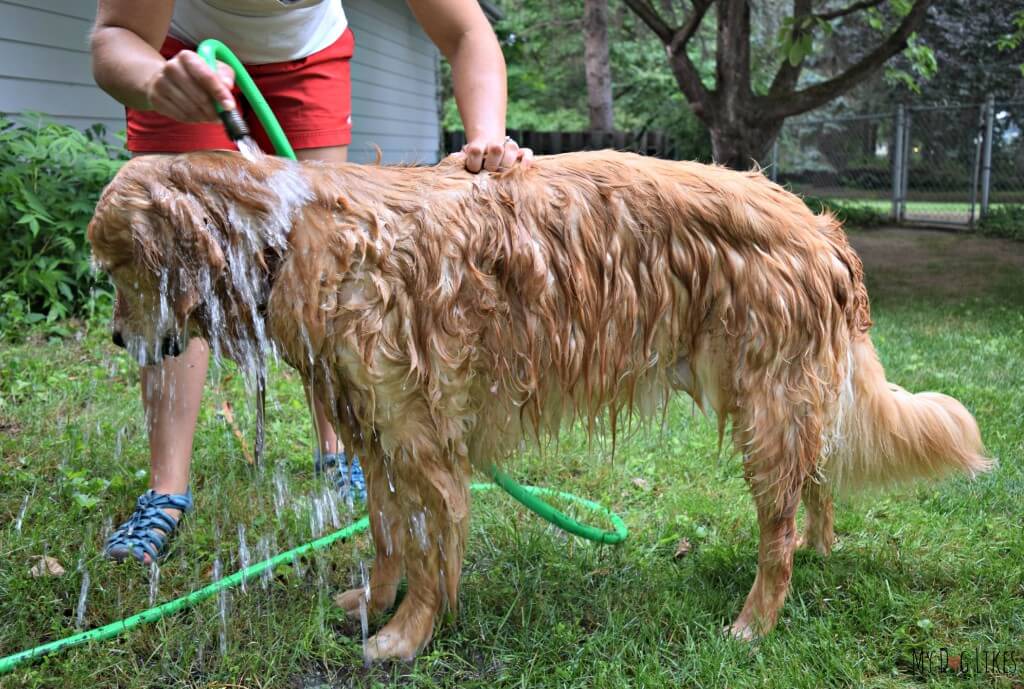 Washing your dog is very important after swimming to rinse off any potential allergens.