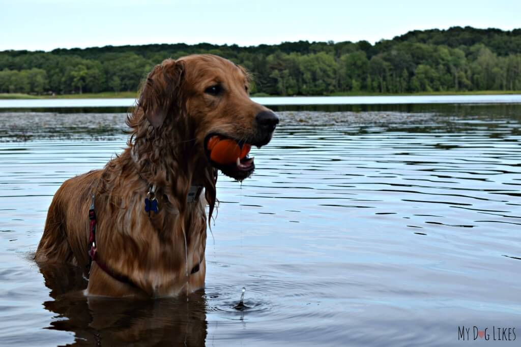 Our dog enjoying a swim at Mendon Ponds Park near Rochester, NY