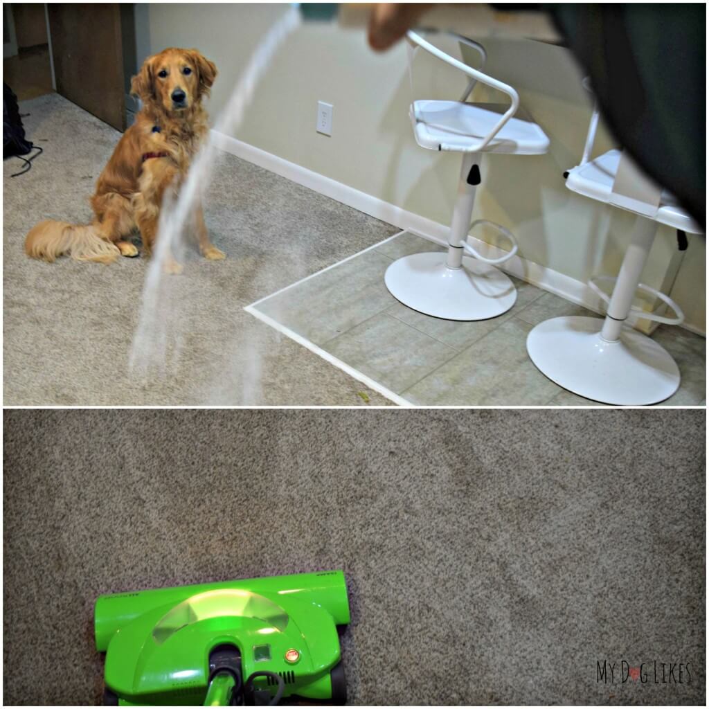 Testing out PL360's Pet Safe Carpet Powder