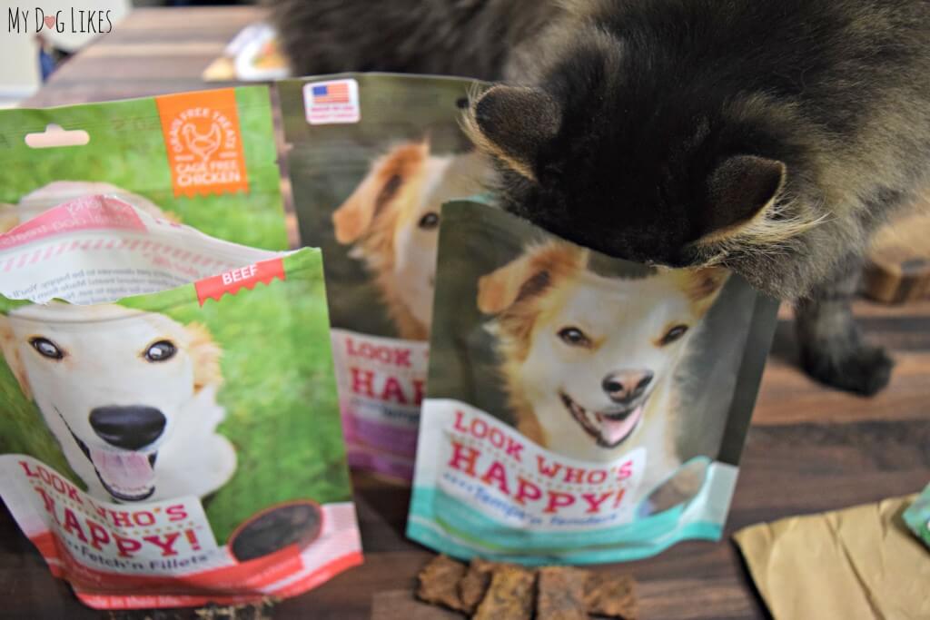 Our little cat burglar Maxwell stealing some dog treats during a photo shoot!