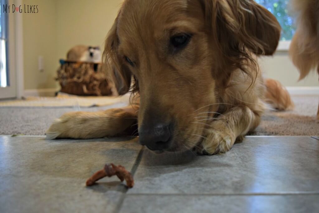 Charlie practicing his Leave It Command with a tempting Look Who's Happy dog treat!