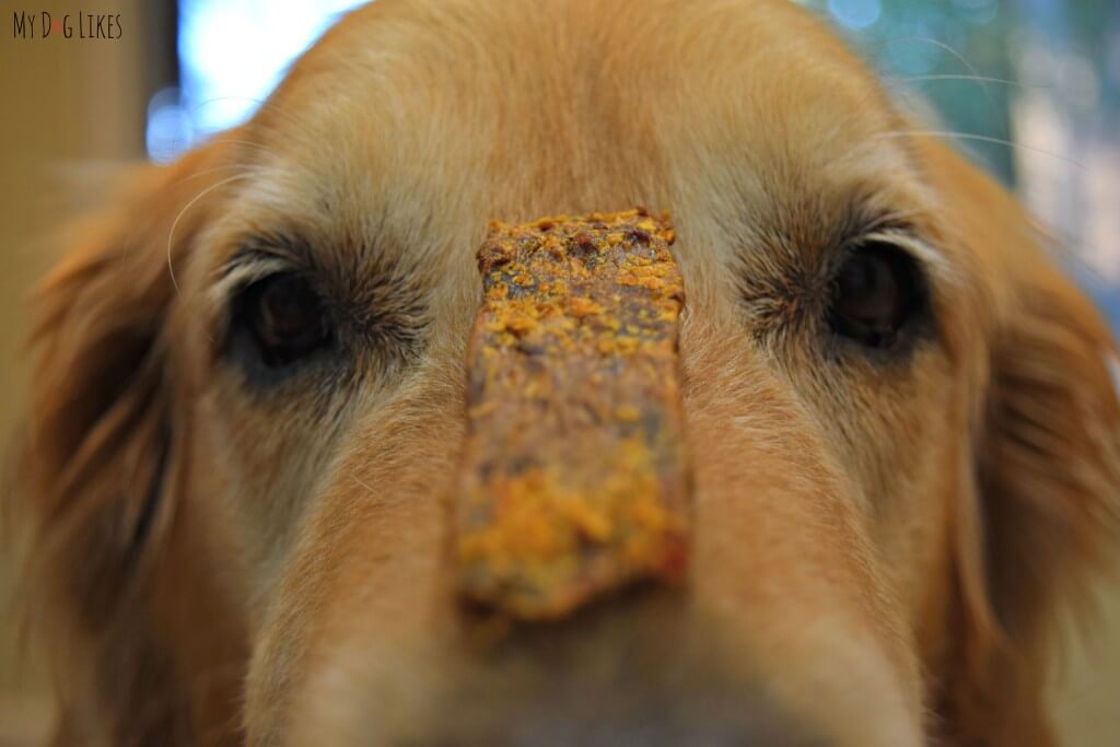 Holding a treat on the nose is one of the most popular dog commands!
