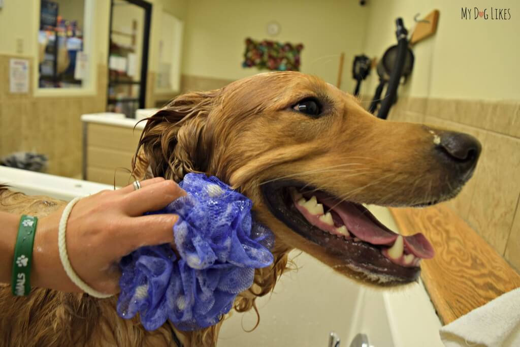 The Woof Pouf works great for tight spots and hard to reach areas.