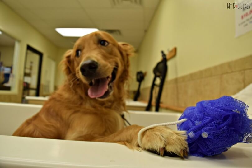 Someones excited for bath time at the PetSaver Superstore self wash station!