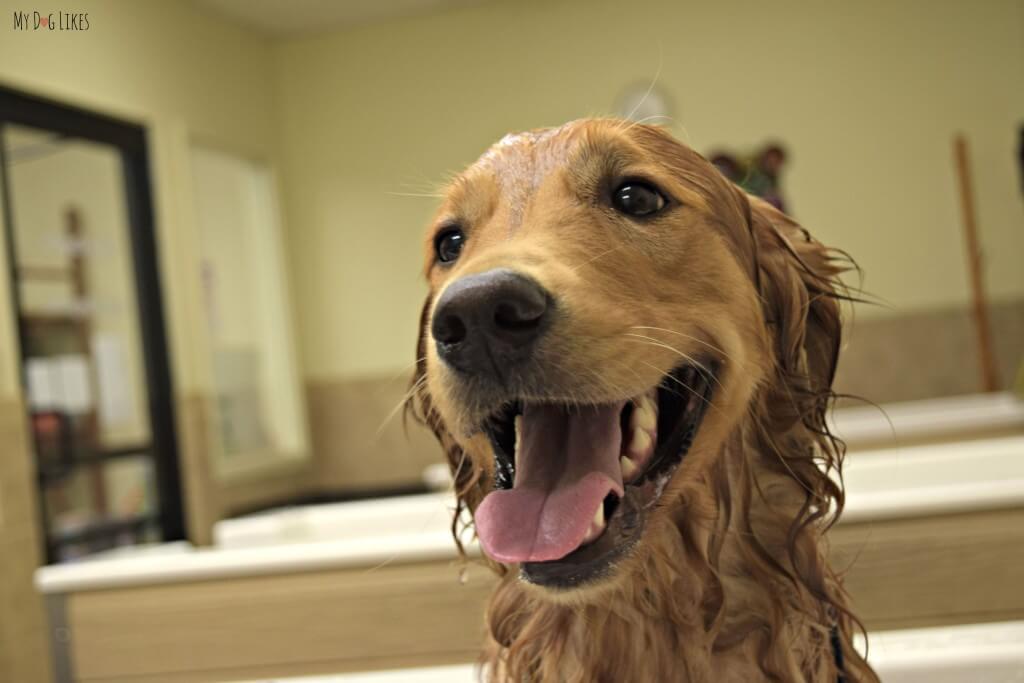 Charlie is one happy dog during his bath time!
