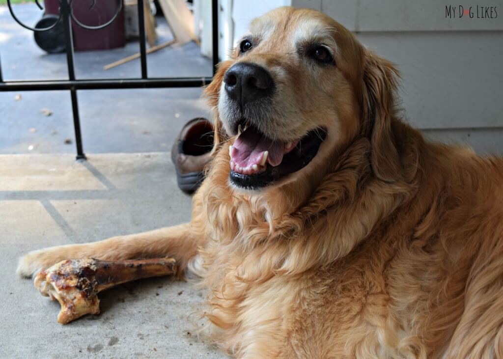 Harley is one happy dog after receiving a brand new bone!