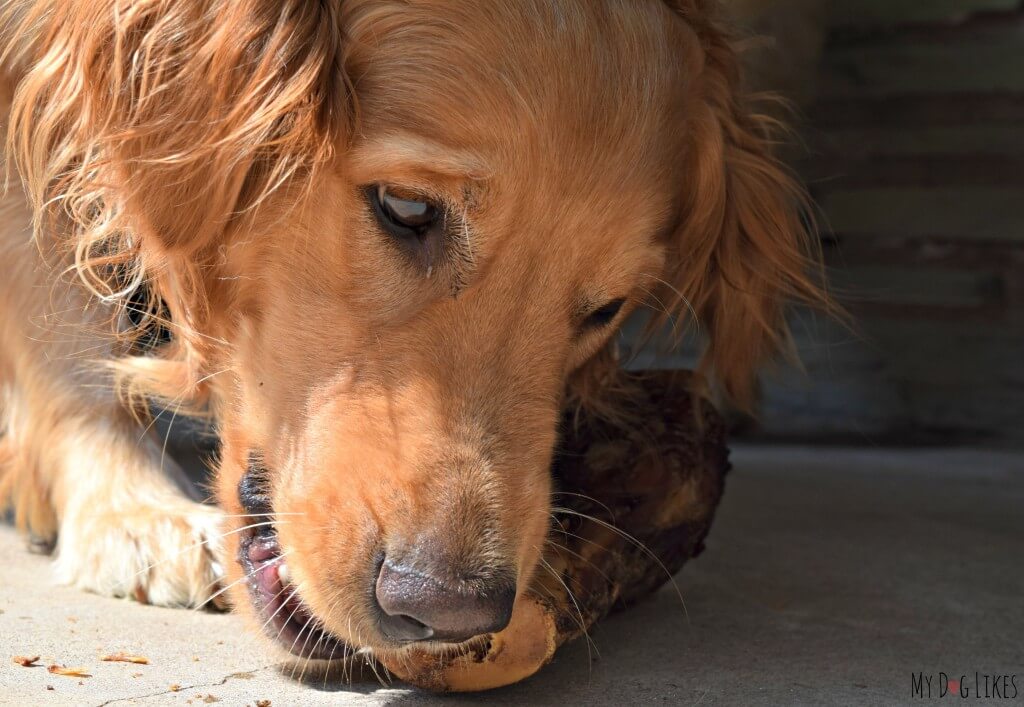 Our Golden Retriever Charlie working on a dog bone from JNC.