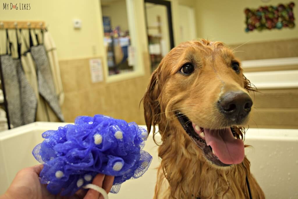 The Woof Pouf claims to be good for up to 15 baths - here is what it looked like after bath number 1.