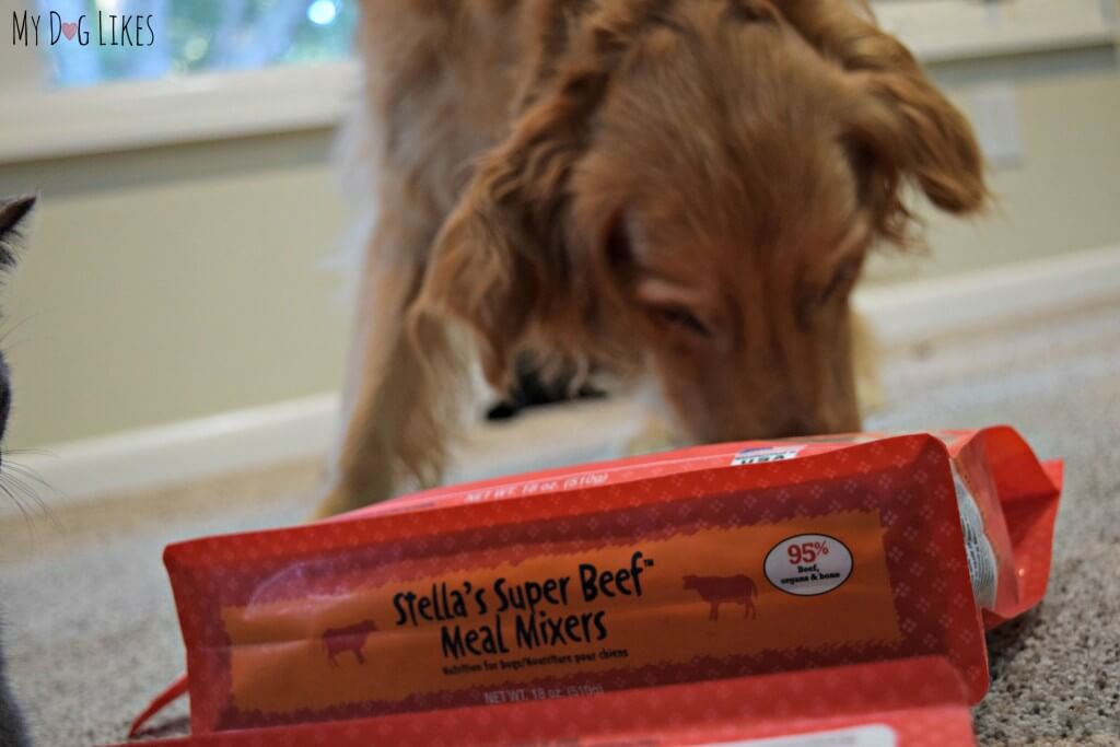As you can see Charlie was anxious to begin the taste test of Stella and Chewy's Super Beef Meal Mixers!