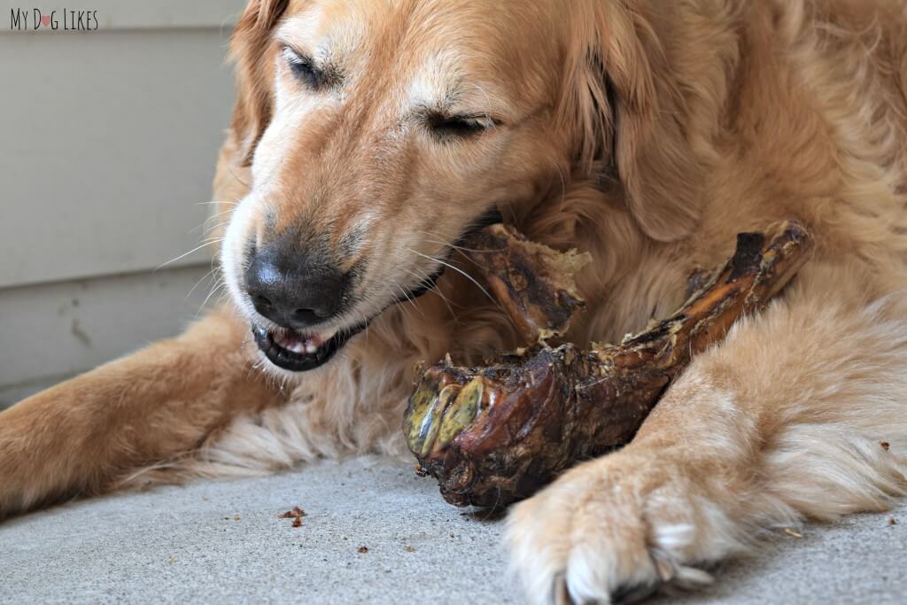 Harley taste testing for the MyDogLikes Jones Natural Chews review.