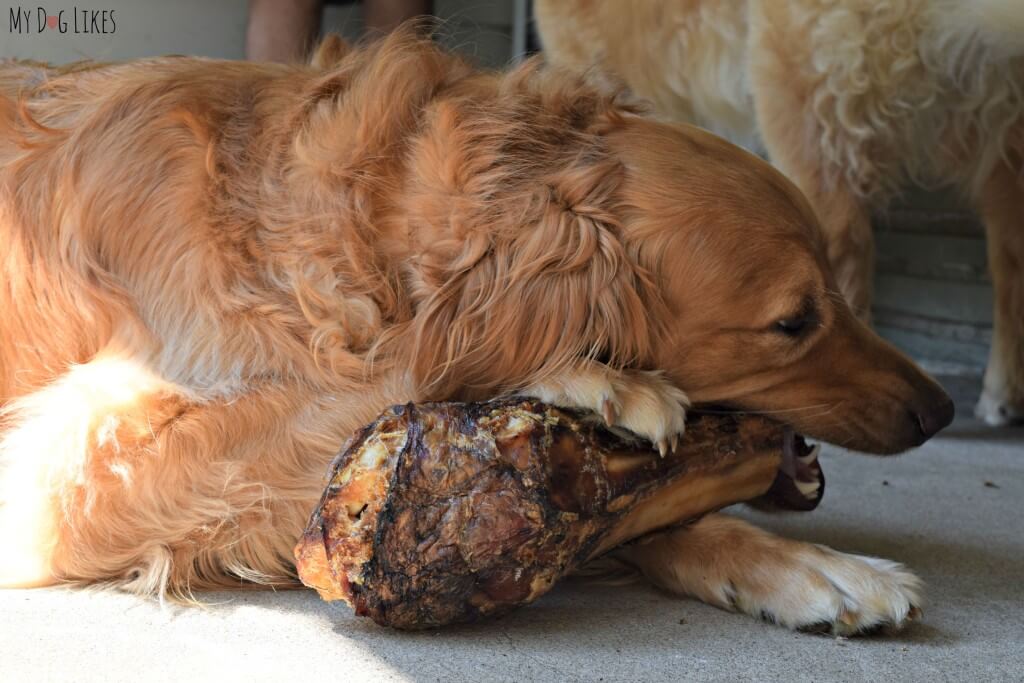 Charlie getting started on a fresh bone from Jones Natural Chews!