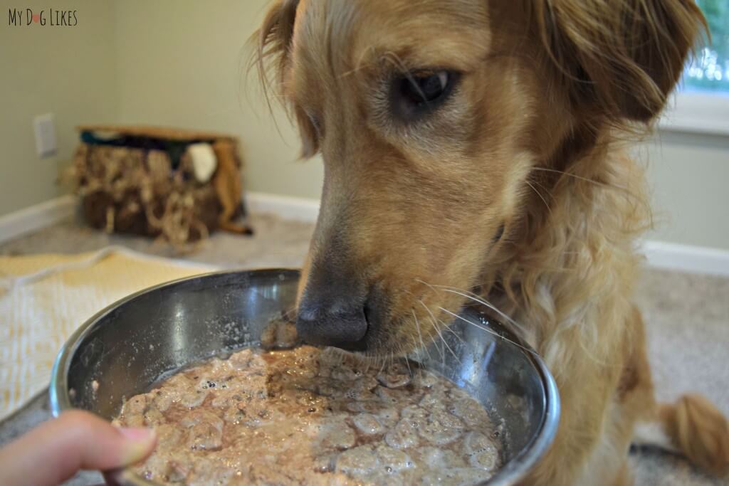 A look at Stella and Chewy's Dehydrated Dog Food after mixing with water and ready to eat!