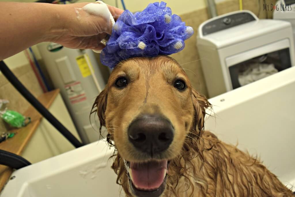 Washing Charlie with our brand new dog sponge from Absorbine.