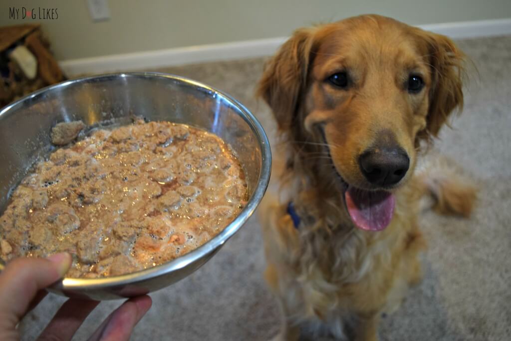 Adding a bit of water to your dogs dry dog food will increase the aroma, soften the texture, and may encourage them to eat.
