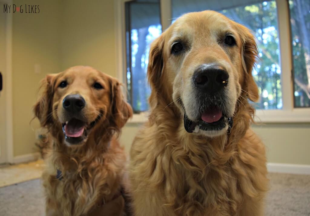 Our beautiful Golden Retriever dogs smiling for the camera!