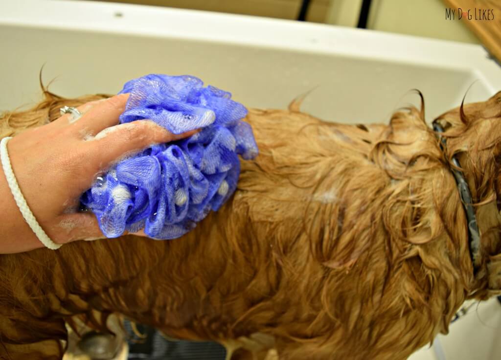 Learn how to give your dog a bath at home