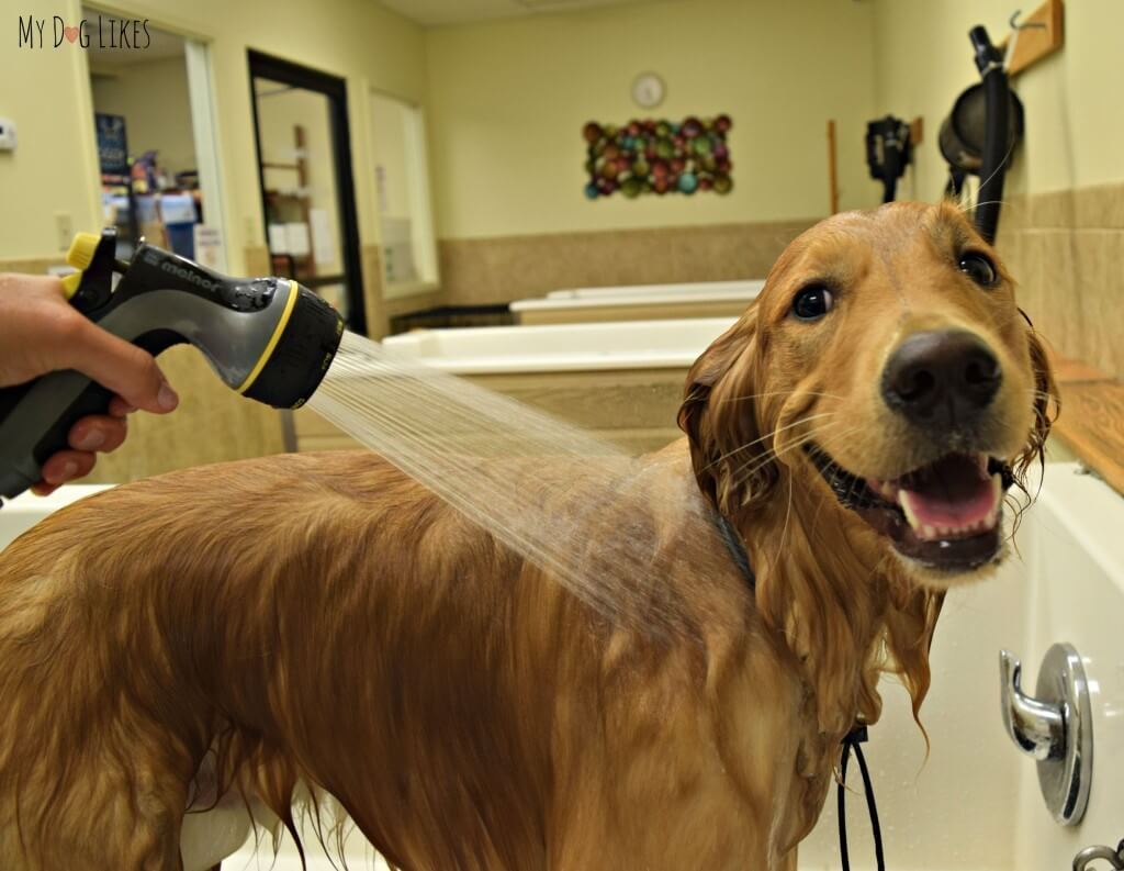 Charlie in the dog wash station at Petsaver Superstore in Rochester, NY