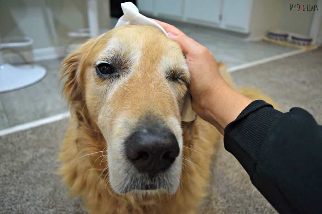 Using a dog grooming wipe on Harley's head