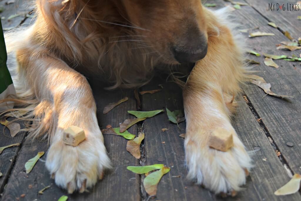 Looking for some good dog training treats? Check out these freeze dried treats from Brave Beagle!