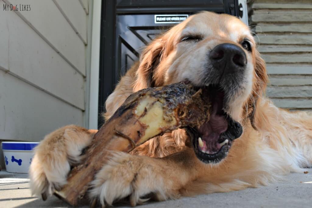 Nothing Harley enjoys more than some large dog bones!