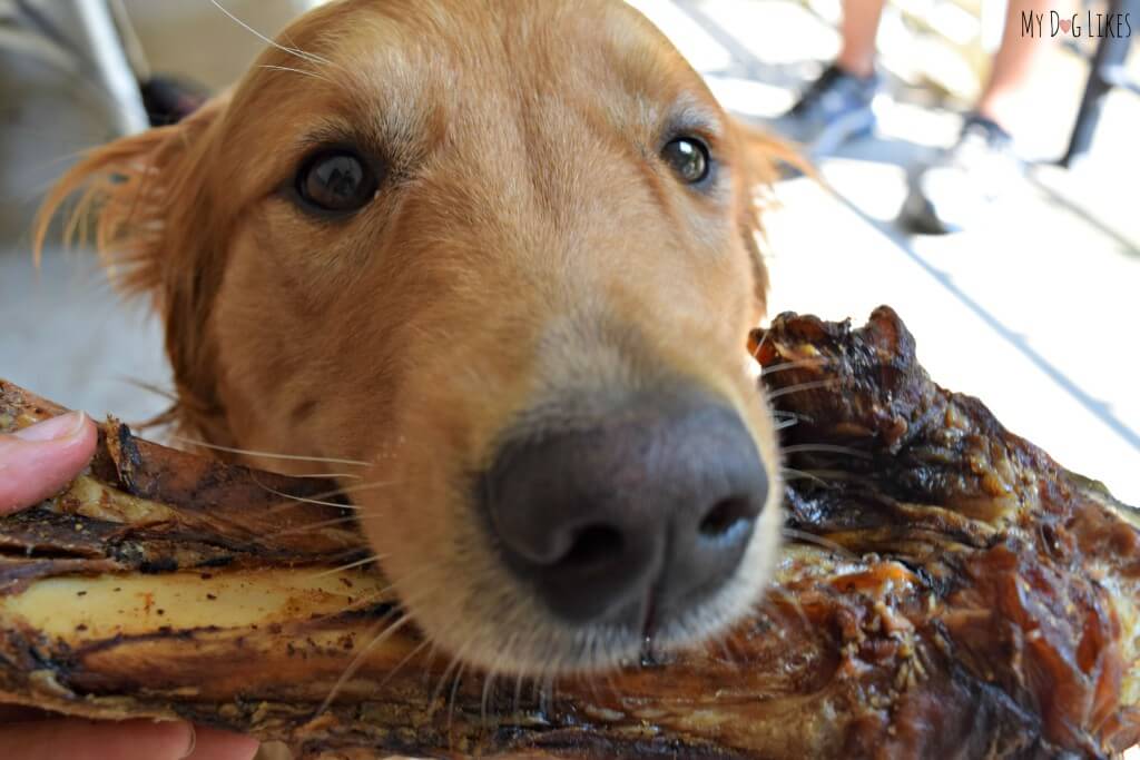 Charlie loves getting big dog bones from Jones!