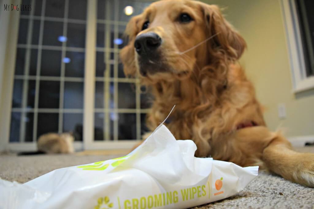 Using PL360's pet grooming wipes to keep Charlie smelling clean and fresh!