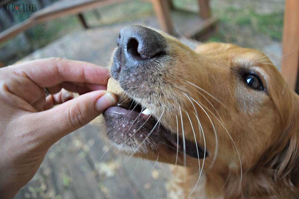 Charlie enjoying some Single Ingredient Dog Treats from Brave Beagle!