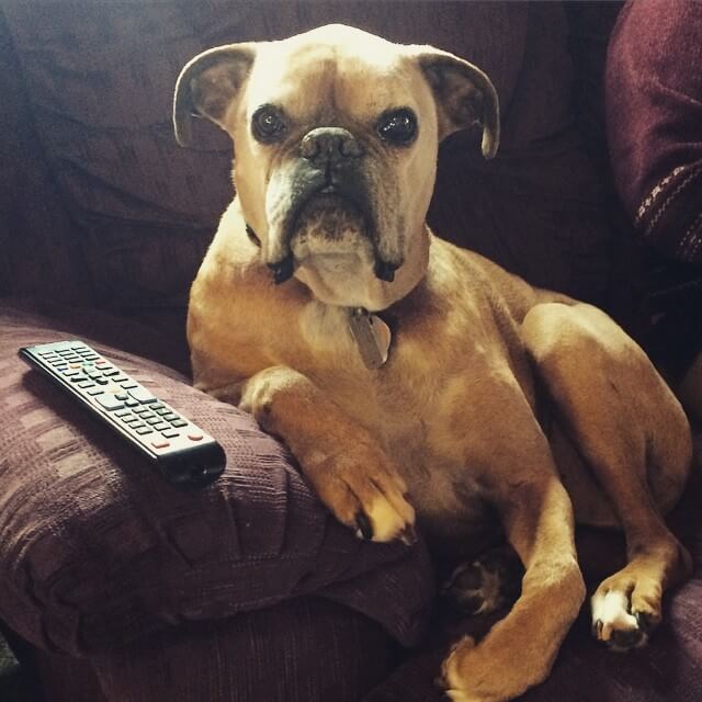 Lucy - our friends late Boxer