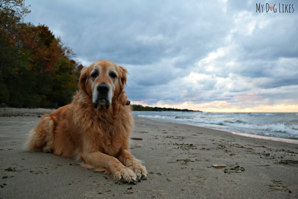 Rochester NY dog beach at Durand Eastman Park