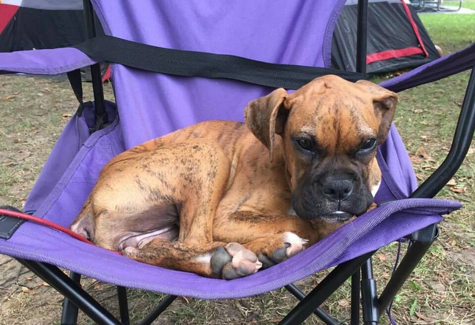 Boxer puppy sitting on fold up chair