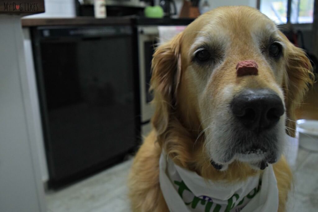 Harley demonstrating the treat on nose trick!